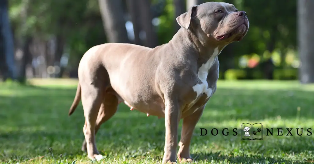 american bully