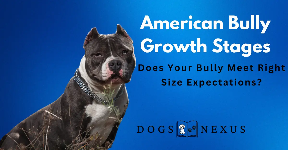 American Bully Growth Stages