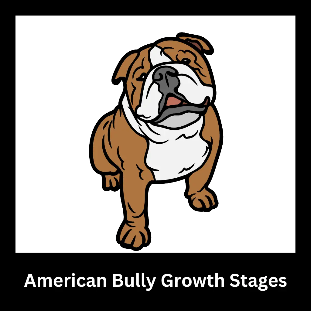 American Bully Growth Stages