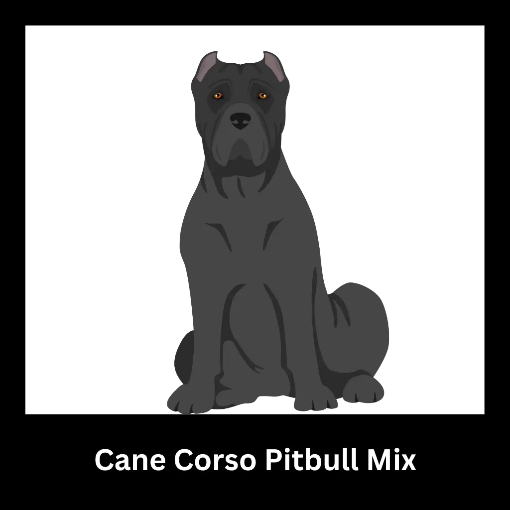 Cane Corso Pitbull Mix