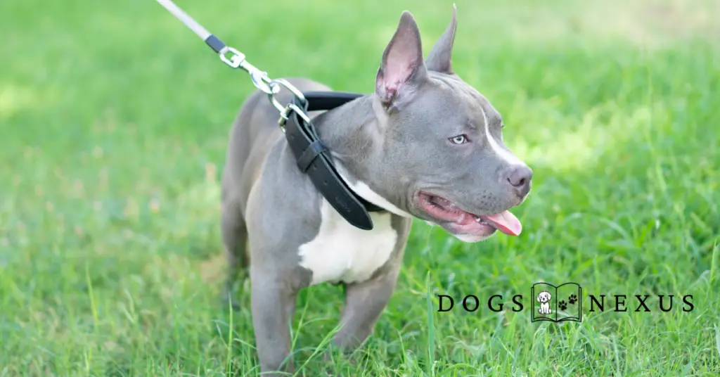 american pocket bully