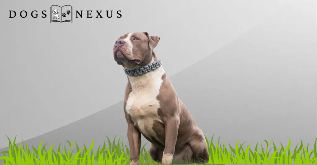 american xl bully