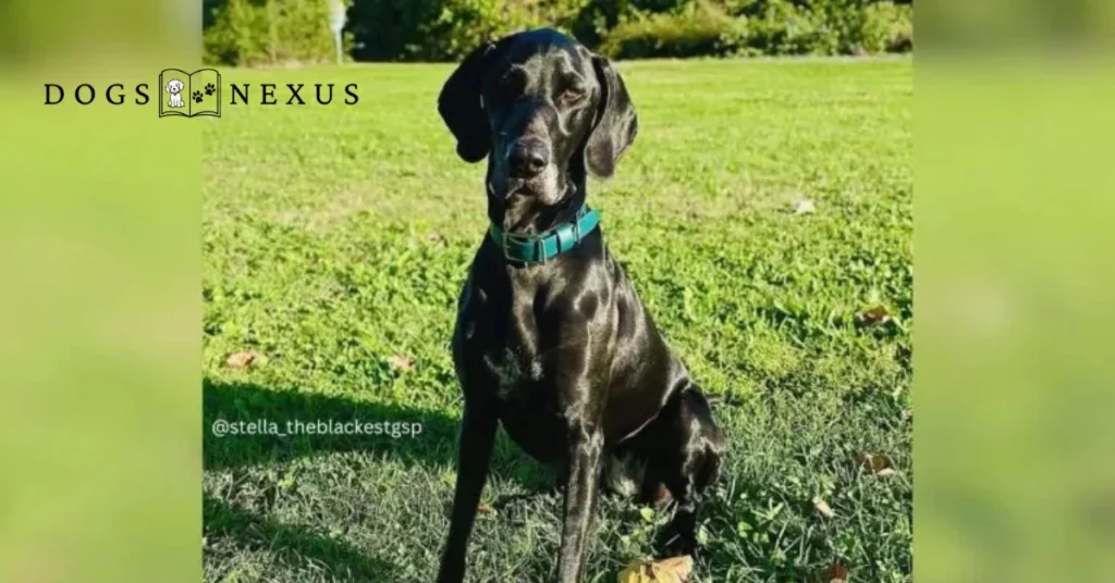 Black gsp