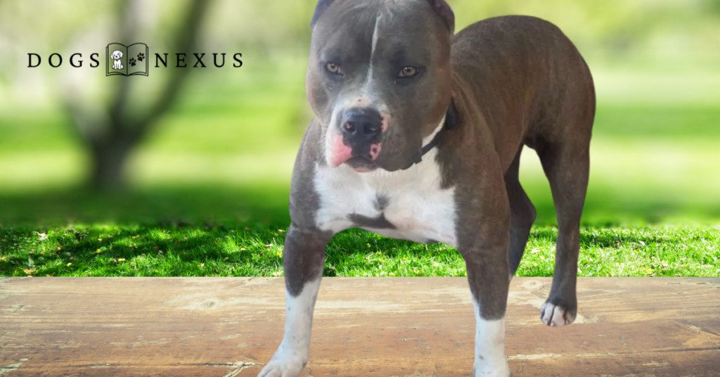 Blue Brindle American Bully