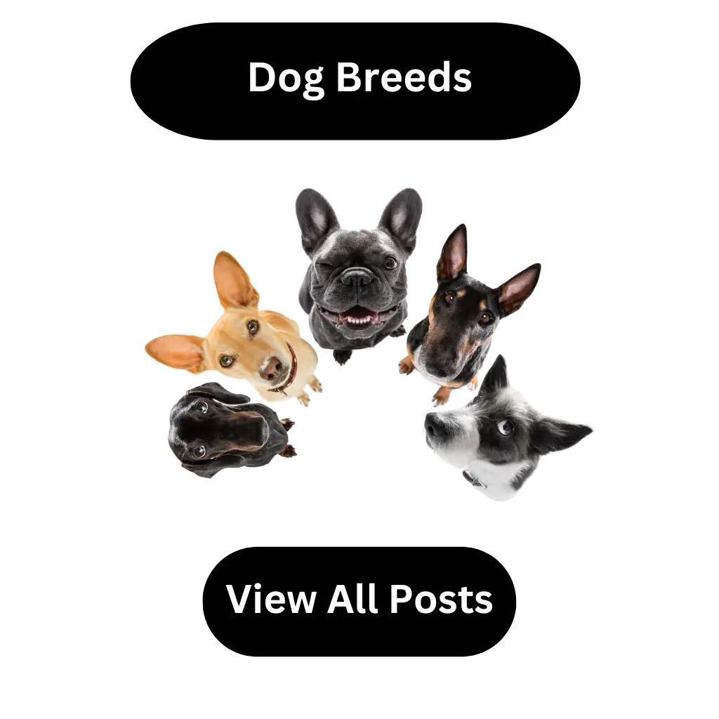 Dog Breeds