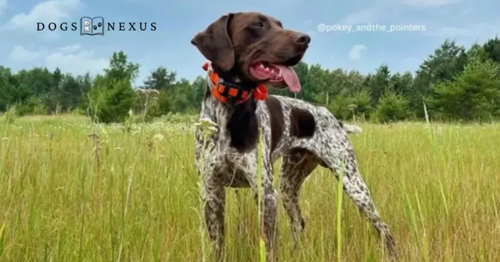 Liver and white gsp