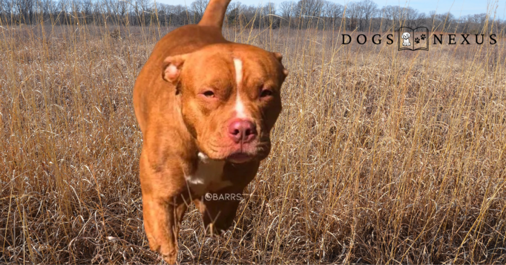 Red Brindle American Bully