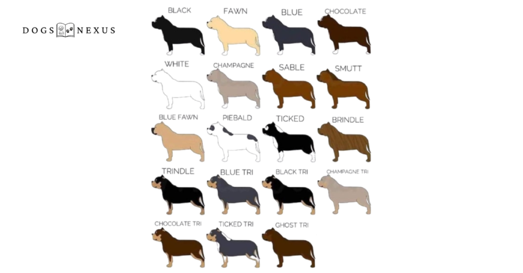 american bully colors chart