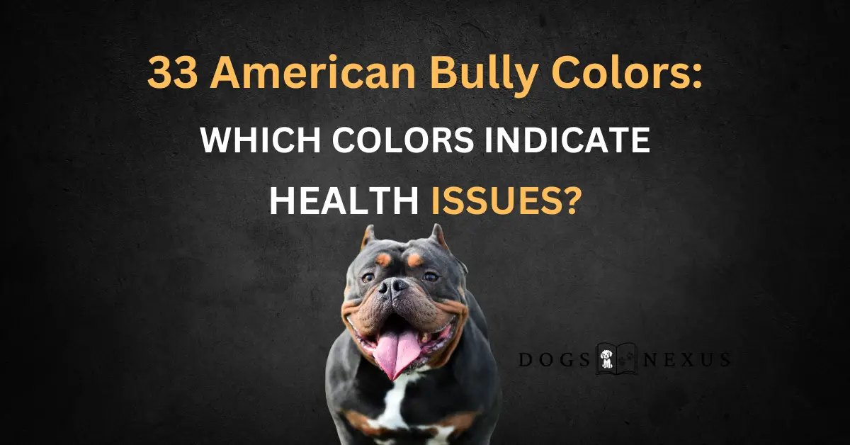 american bully colors