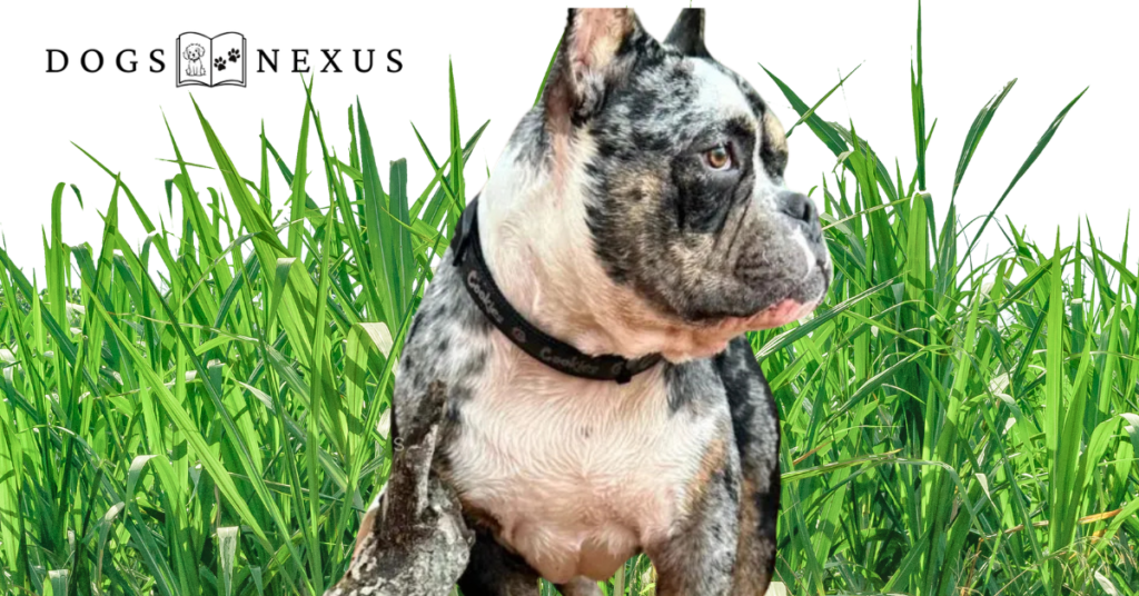 american bully rare color