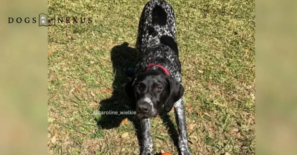 black roan gsp