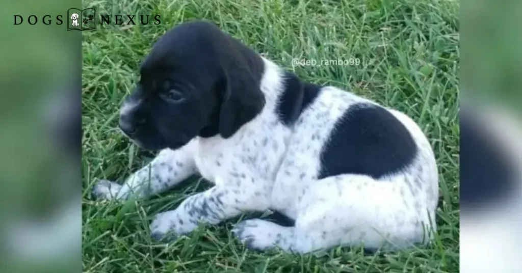 black white gsp