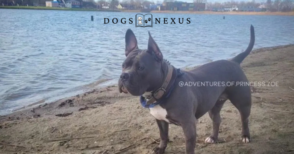 blue american bully