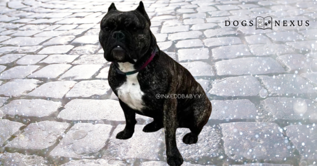 brindle american bully