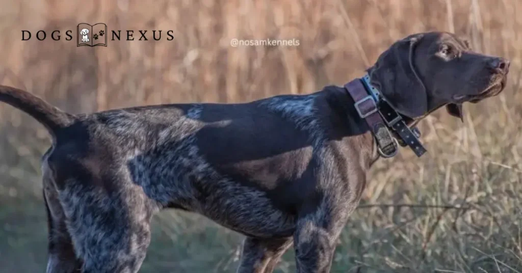 liver roan gsp