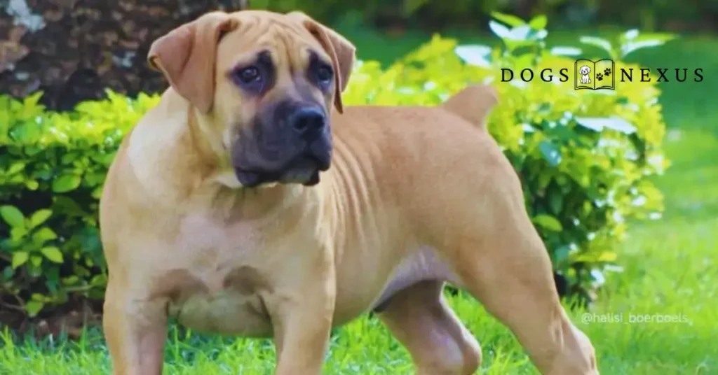 Brown Boerboel