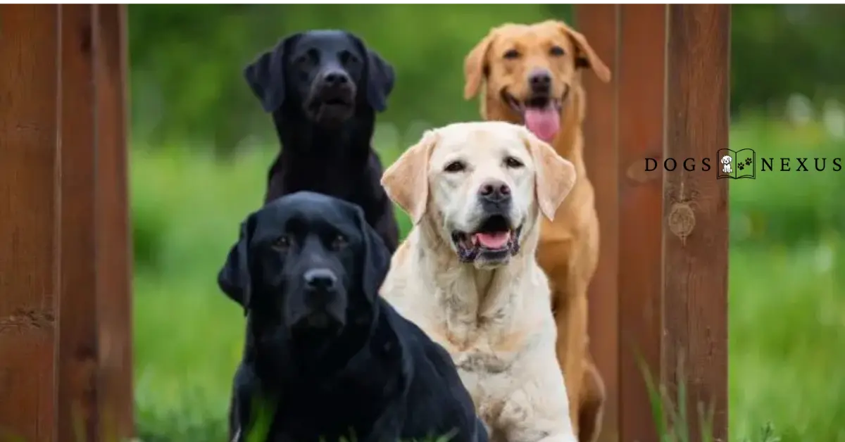 Labrador Retriever Colors