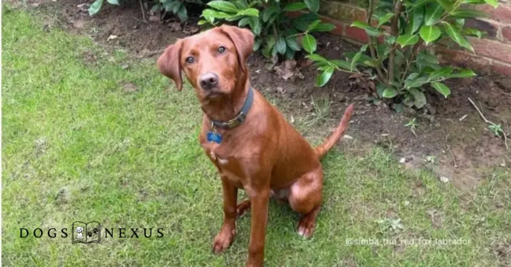 Red Fox Labrador