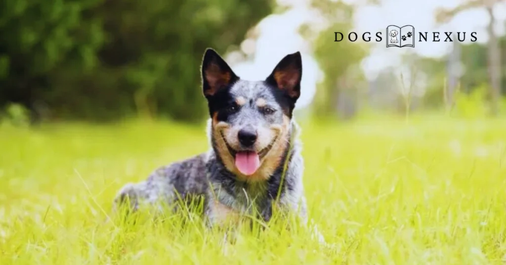 blue heeler australian shepherd mix