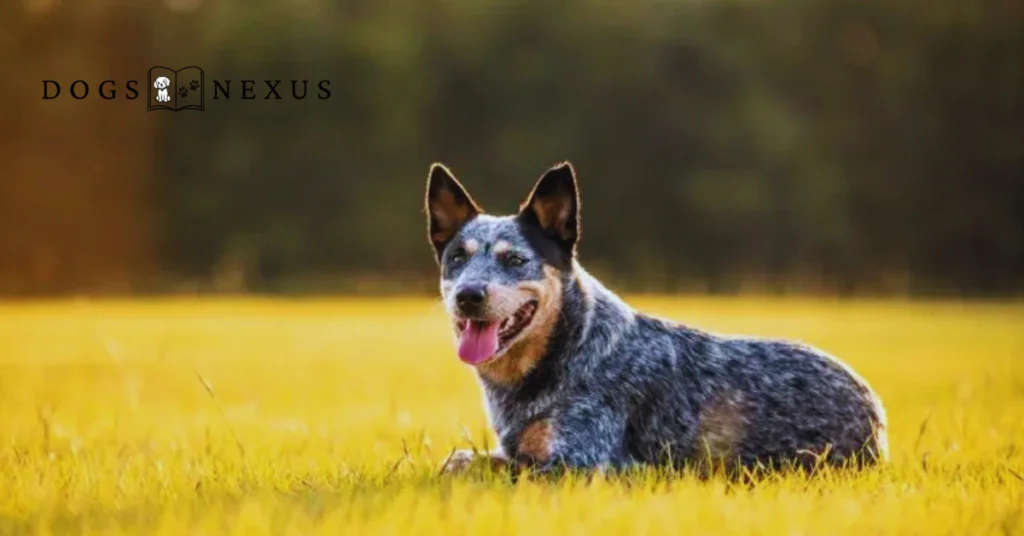 blue heeler mix