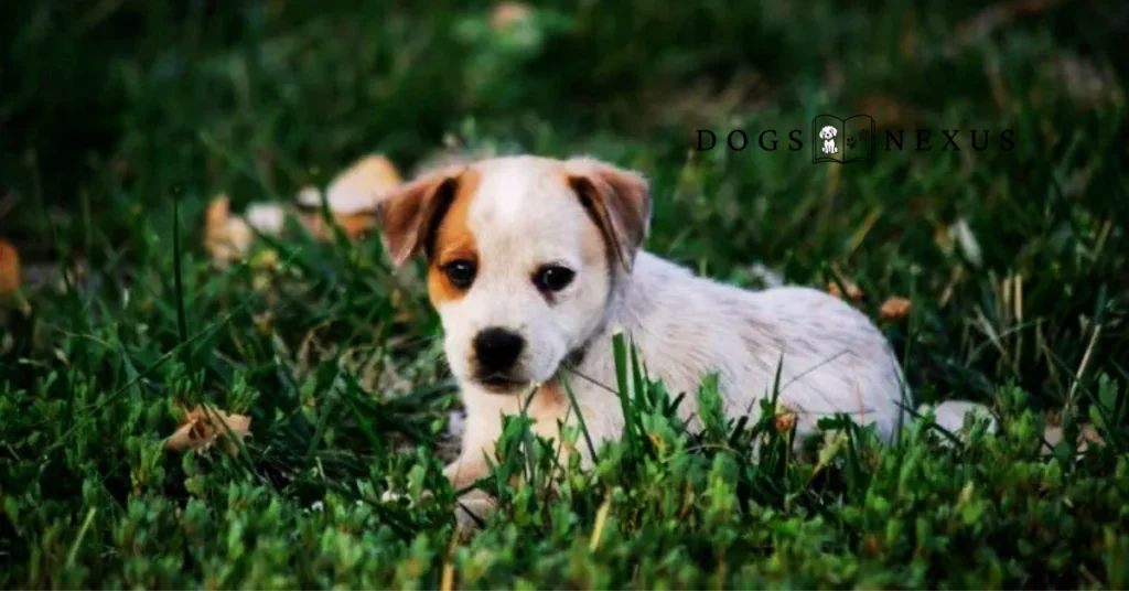 blue heeler puppy