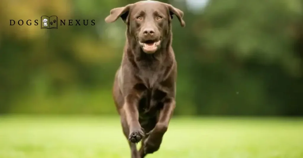 chocolate labrador